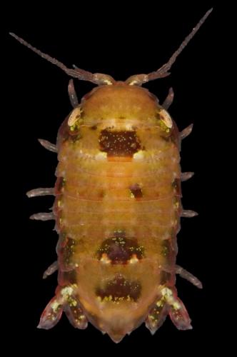 Réf. 189 288 : Cymodoce truncata